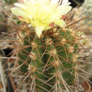 Copiapoa calderana v spinosior MG насіння