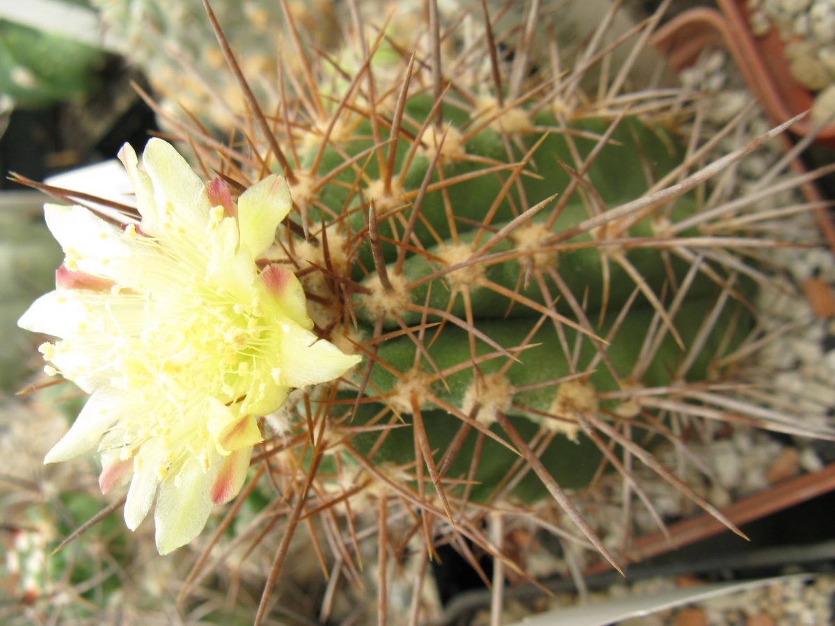 Copiapoa calderana v spinosior MG насіння