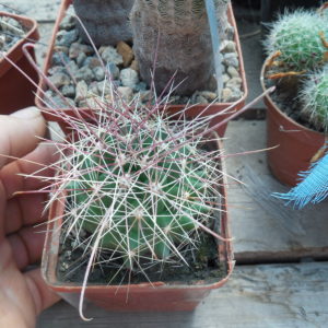 Ferocactus hamatacanthus  - Koehres -