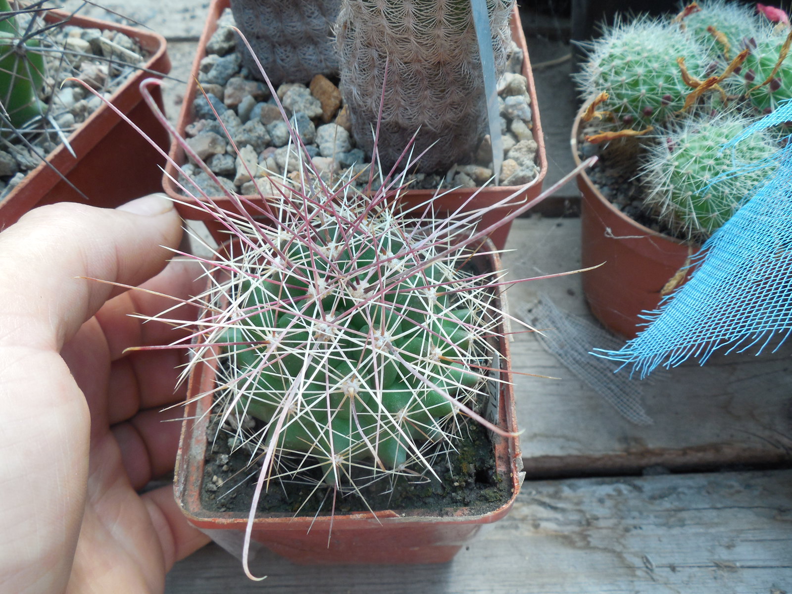 Ferocactus hamatacanthus  - Koehres -