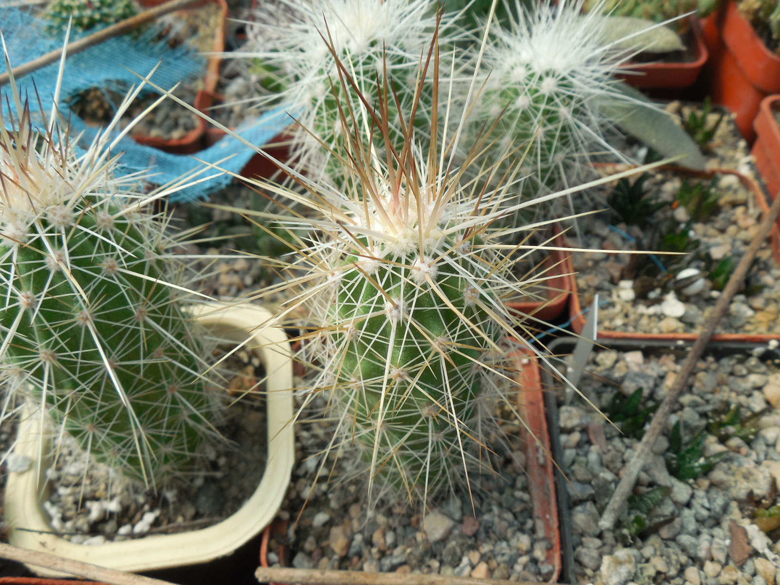 Echinocereus stramineus - v. ocidentalis PP 1531 - Ejido Lusio Blanco, Coah - PP -