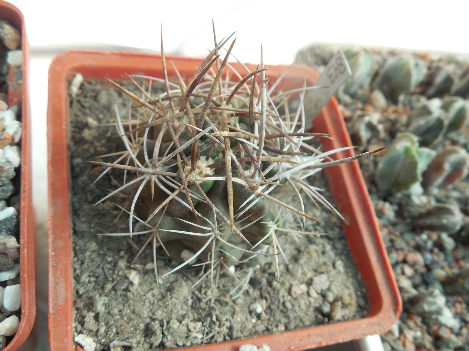 Pyrrhocactus andreanus L582 - MG -