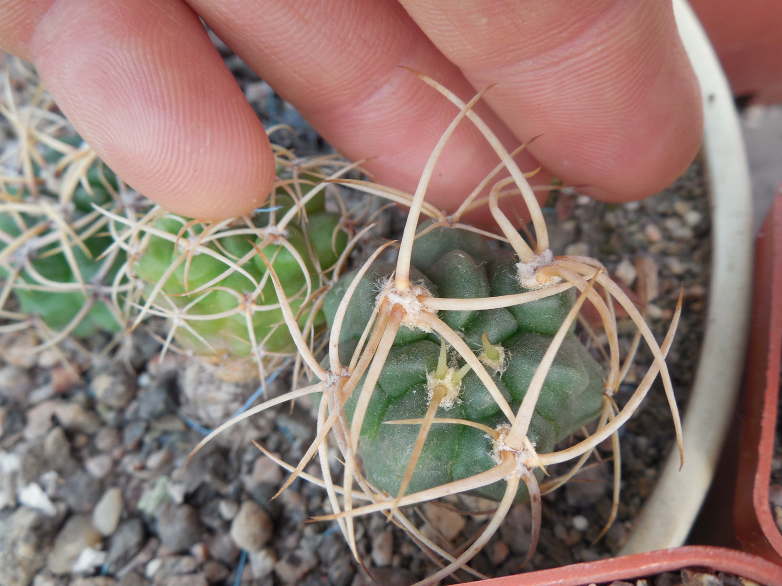 Gymnocalycium multiflorum - v. albispinum - відбір -