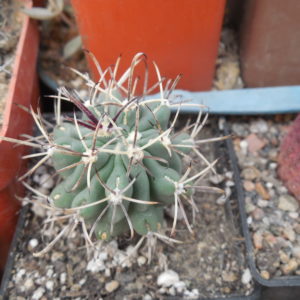 Glandulicactus uncinatus DJF 615 - black flower - Catorse, SLP. - MG -