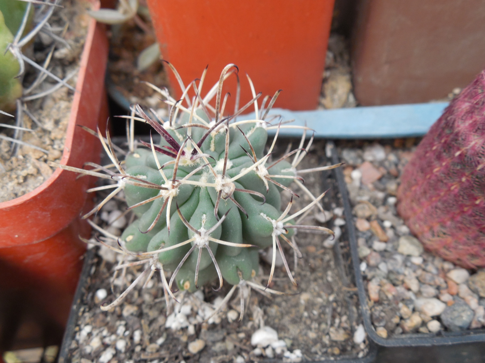 Glandulicactus uncinatus DJF 615 - black flower - Catorse, SLP. - MG -