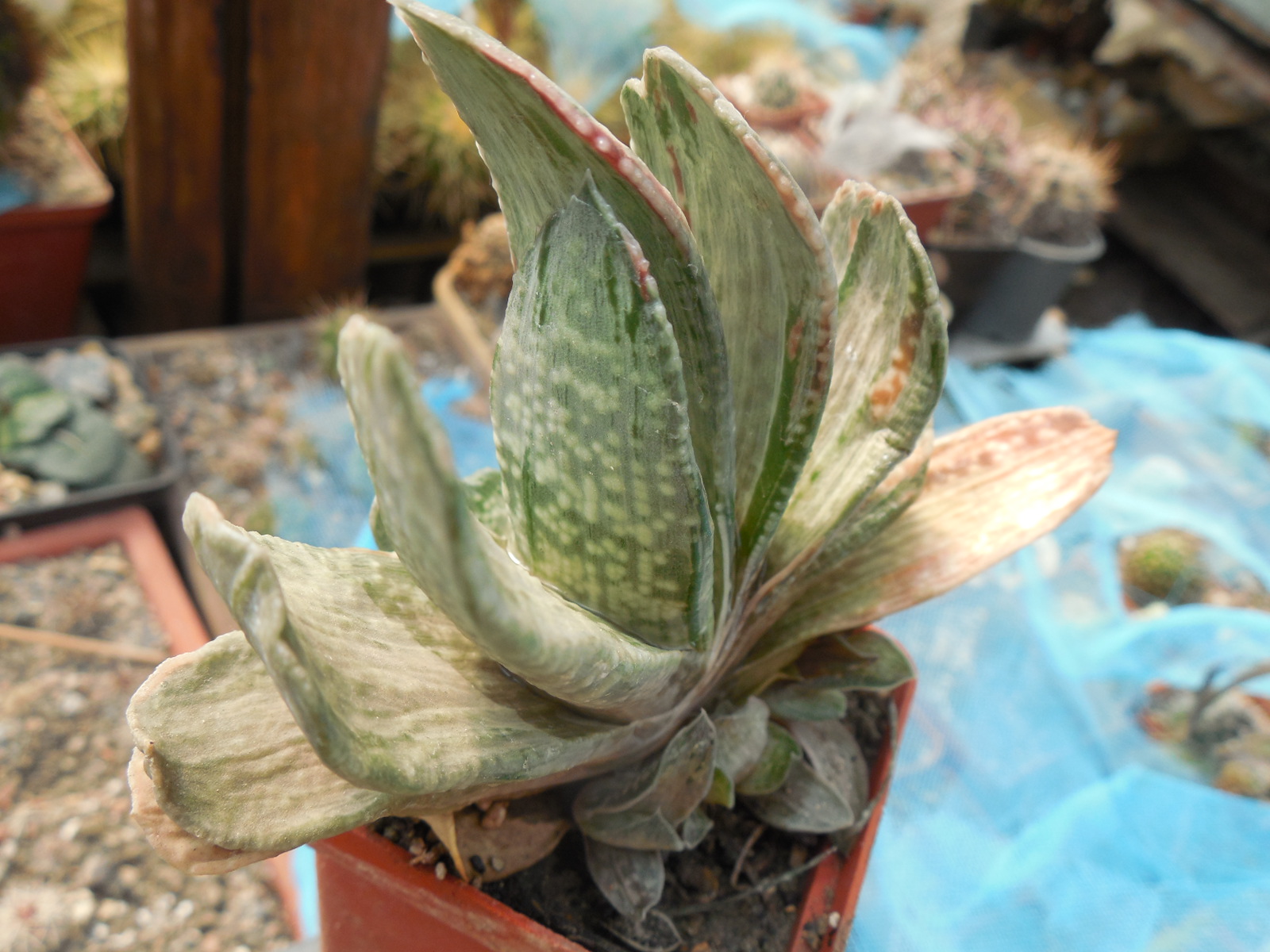 Gasteria disticha - f. variegata