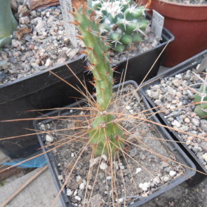 Opuntia tilcarensis - v. rubrispina