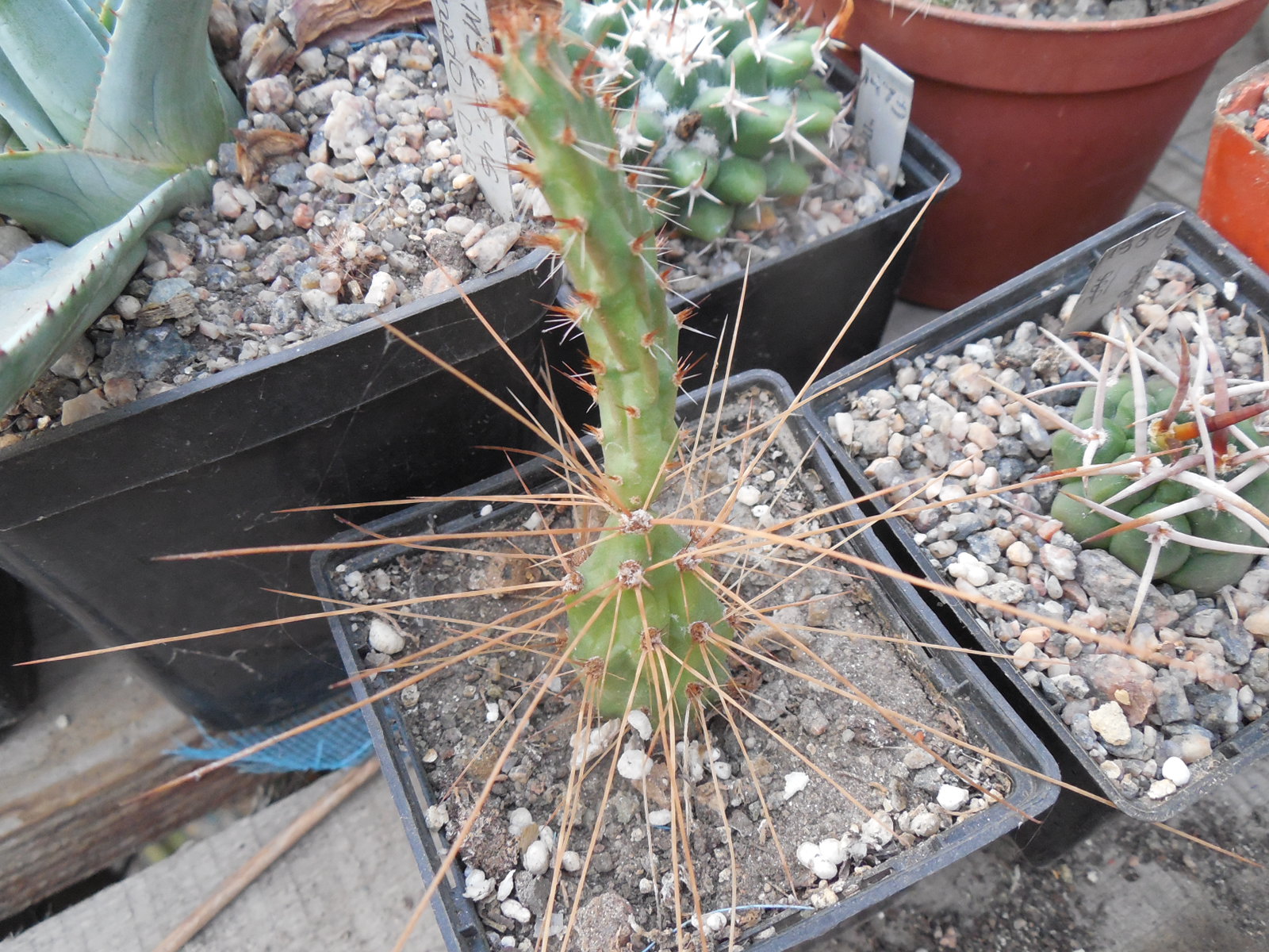 Opuntia tilcarensis - v. rubrispina