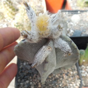 Astrophytum myriostigma - v. strongilogonum RS 8/97 - Kupcak -