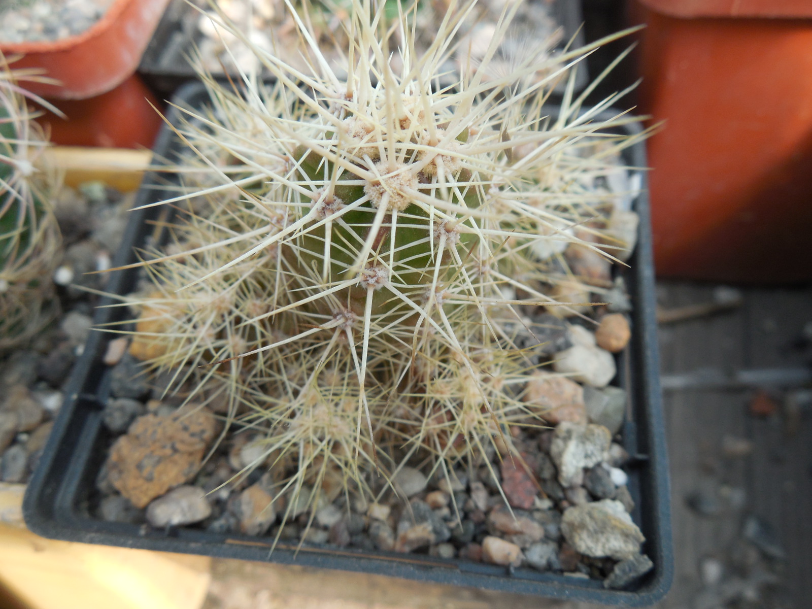 Echinocereus maritimus - v. hankockii - Hipolito,BCN - MG -