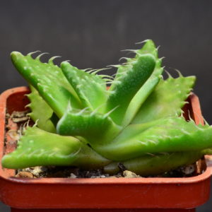 Faucaria tuberculosa
