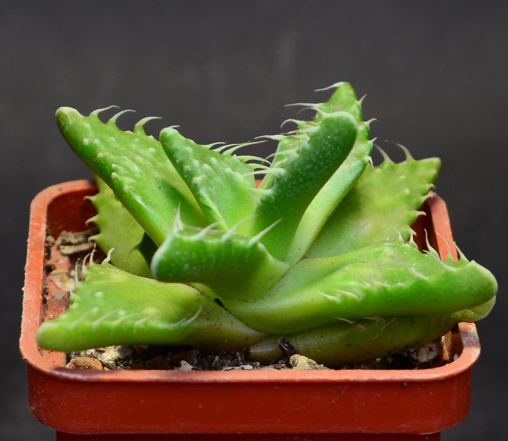 Faucaria tuberculosa