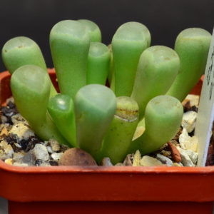 Fenestraria aurantiaca (Piltz)