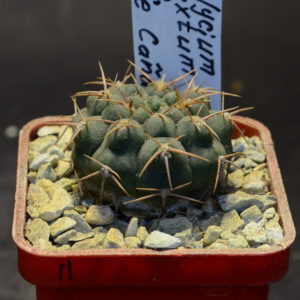 Gymnocalycium intertextum RS 2280, Cruz de Caña