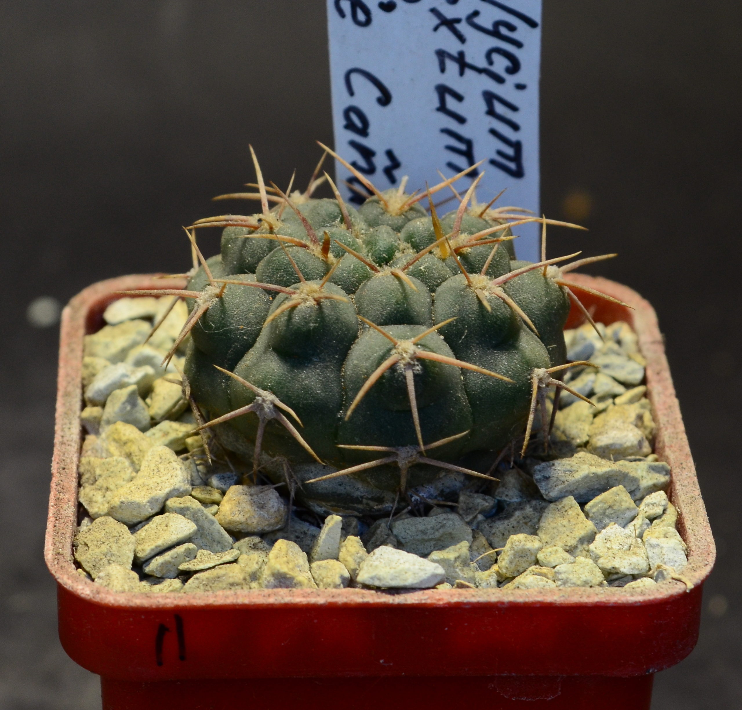 Gymnocalycium intertextum RS 2280, Cruz de Caña