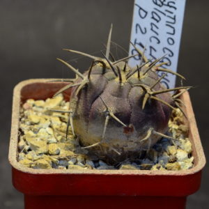 Gymnocalycium glaucum P 218