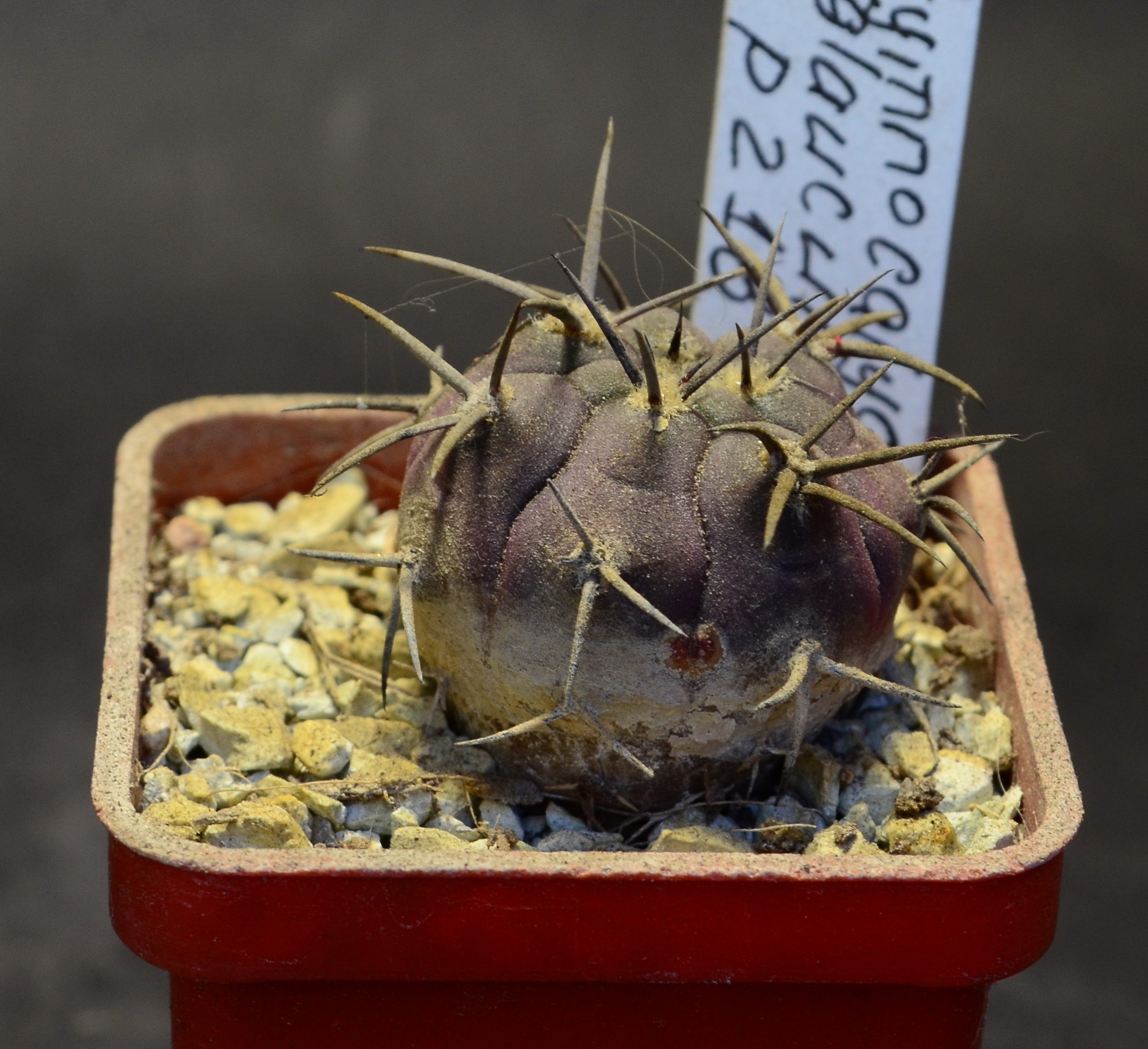 Gymnocalycium glaucum P 218