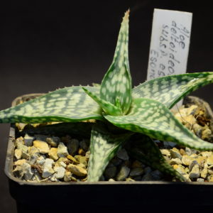 Aloe deltoideodonta subsp. esomonyensis, Esonomy