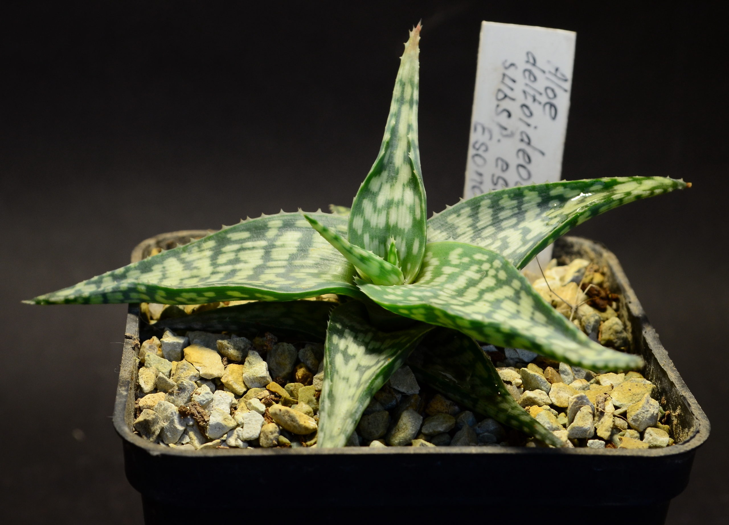 Aloe deltoideodonta subsp. esomonyensis, Esonomy