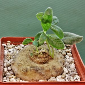 Dorstenia-benguellensis.-Tanzania-Njombe-prov.-1