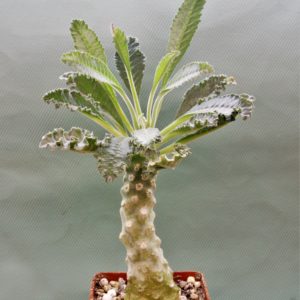 Dorstenia-lavrani-2