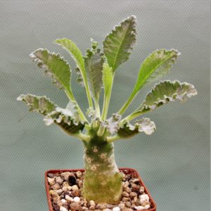 Dorstenia-lavrani-4.
