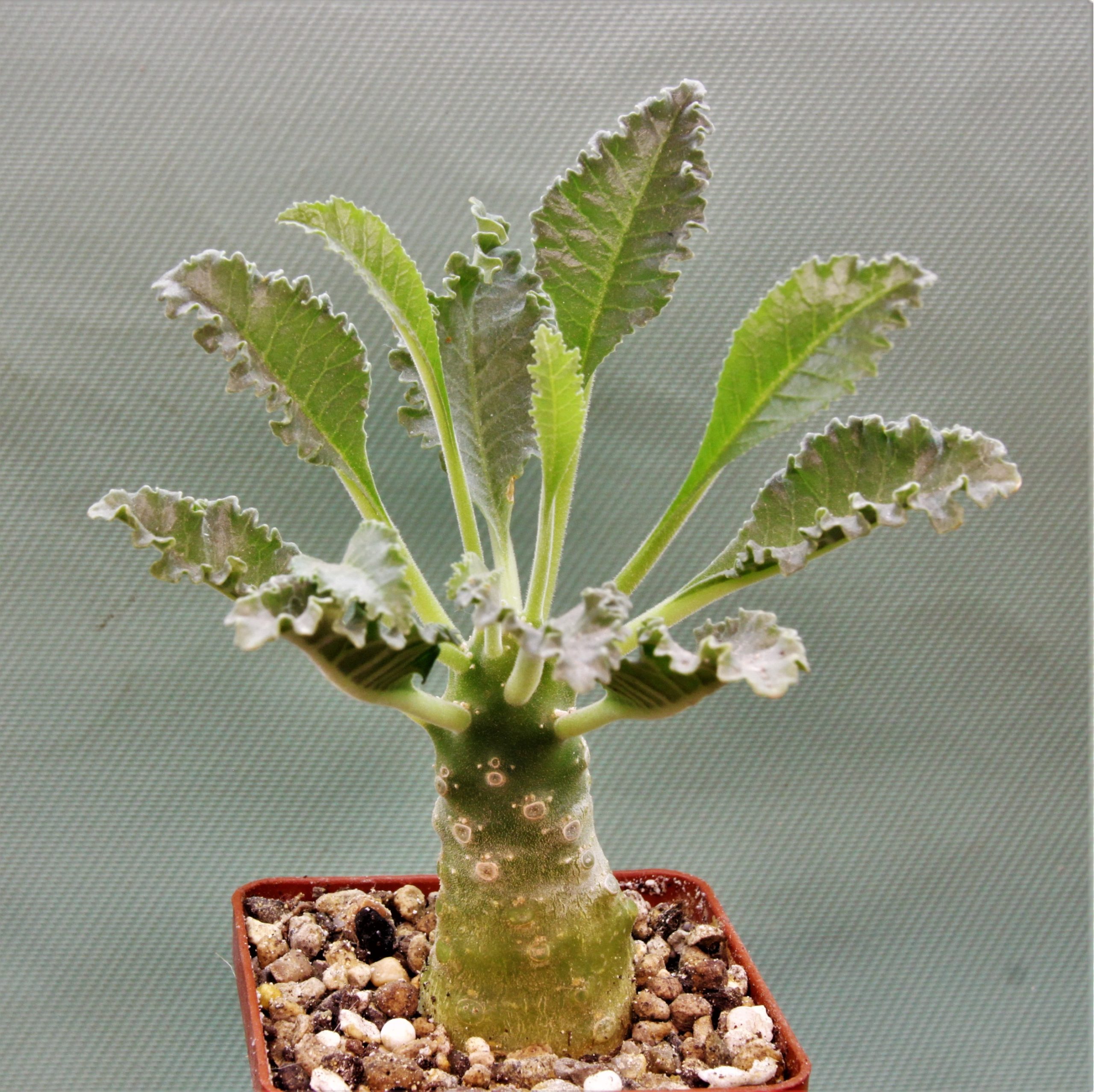 Dorstenia-lavrani-4.