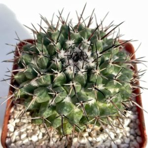 Mammillaria sempervivi v. tetracantha (Копировать)