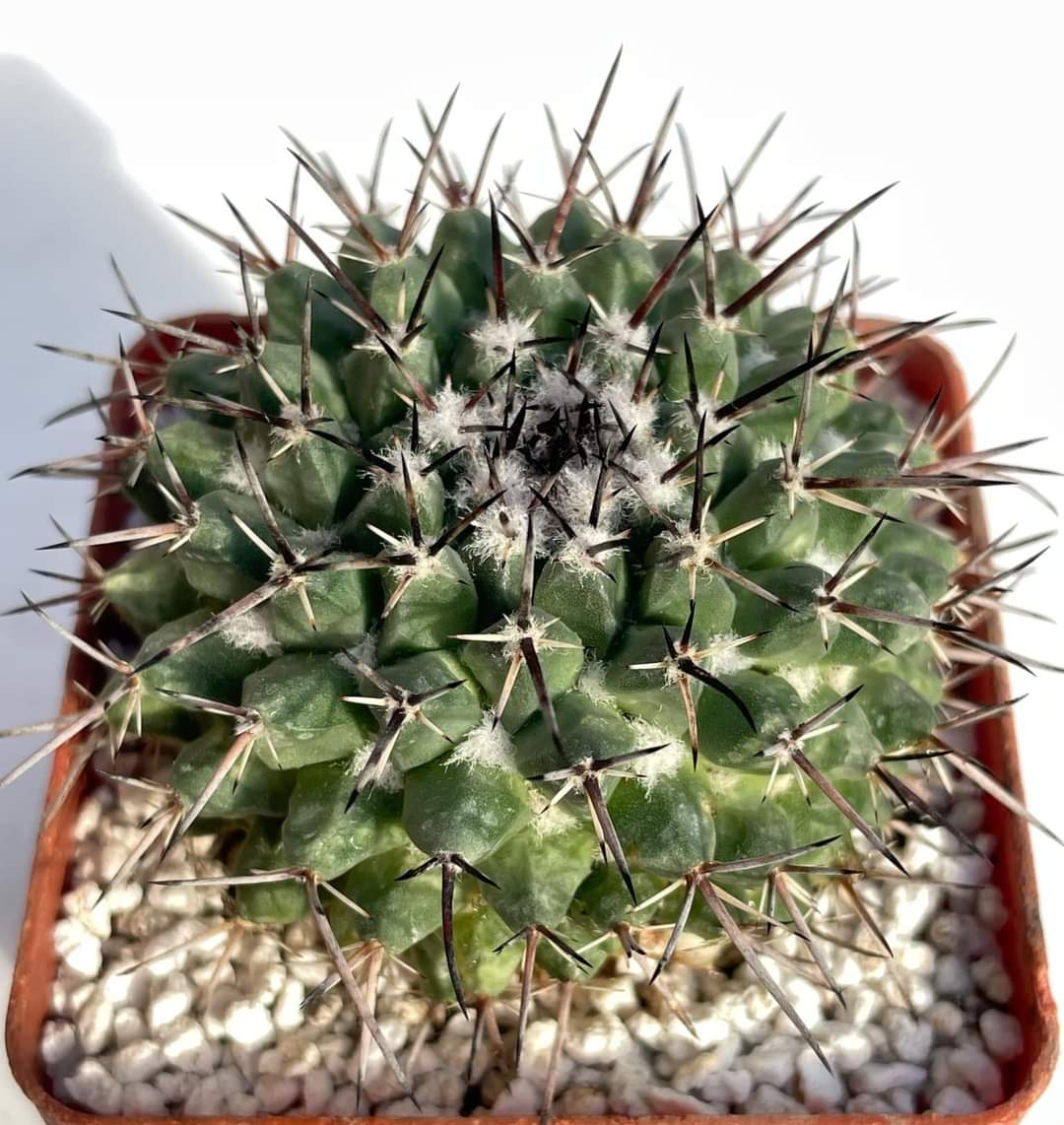 Mammillaria sempervivi v. tetracantha (Копировать)