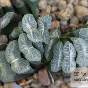 насіння S75 truncata selection x truncata selection seeds