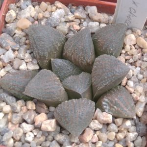 Haworthia  cv. "Hacuma" x "aff. Chocolate" -s