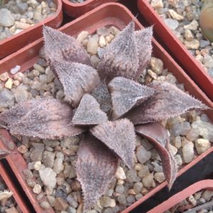 Haworthia  magnifica v. major -S.Hammer-