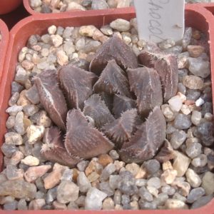 Haworthia  cv. "Hacuma" x aff. "Chocolate" -s