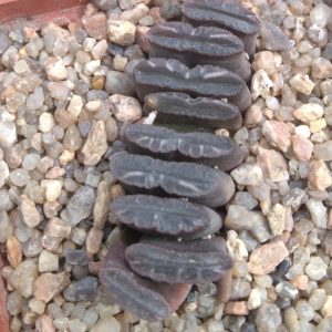 Haworthia  truncata -s