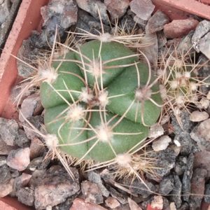 Gymnocalycium  fleischerianum P453 -MG-