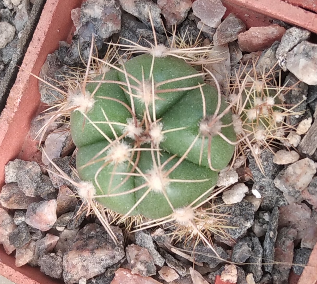 Gymnocalycium  fleischerianum P453 -MG-