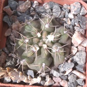 Gymnocalycium  intertexum -s