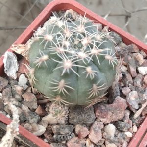 Gymnocalycium  bruchii v. brigitae -s