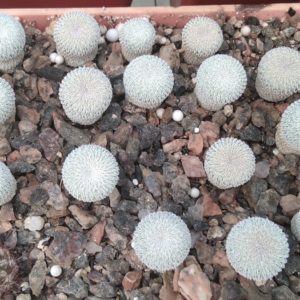 Epithelantha micromeris -s