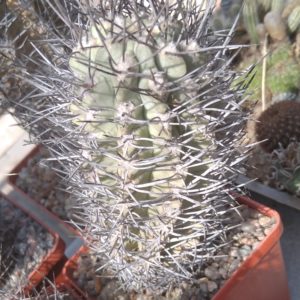 Neoporteria paucicostata -25+ years-