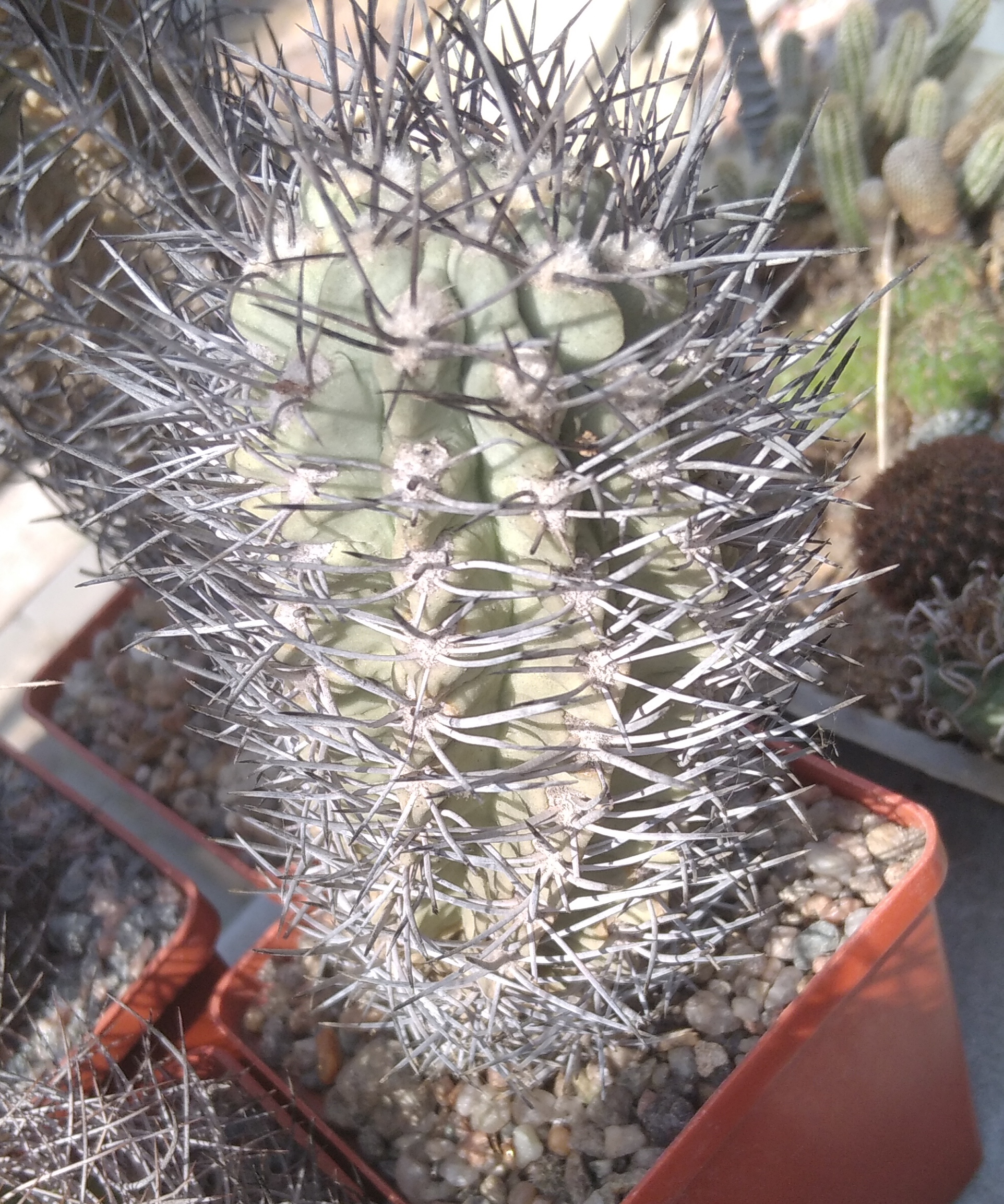 Neoporteria paucicostata -25+ years-