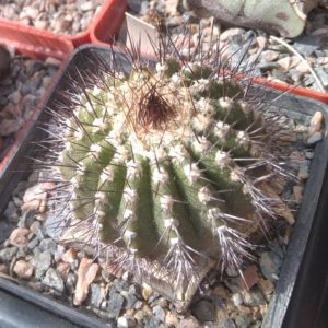 Uebelmania pseudopectinifera -s