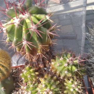 Ferocactus steinesii -s