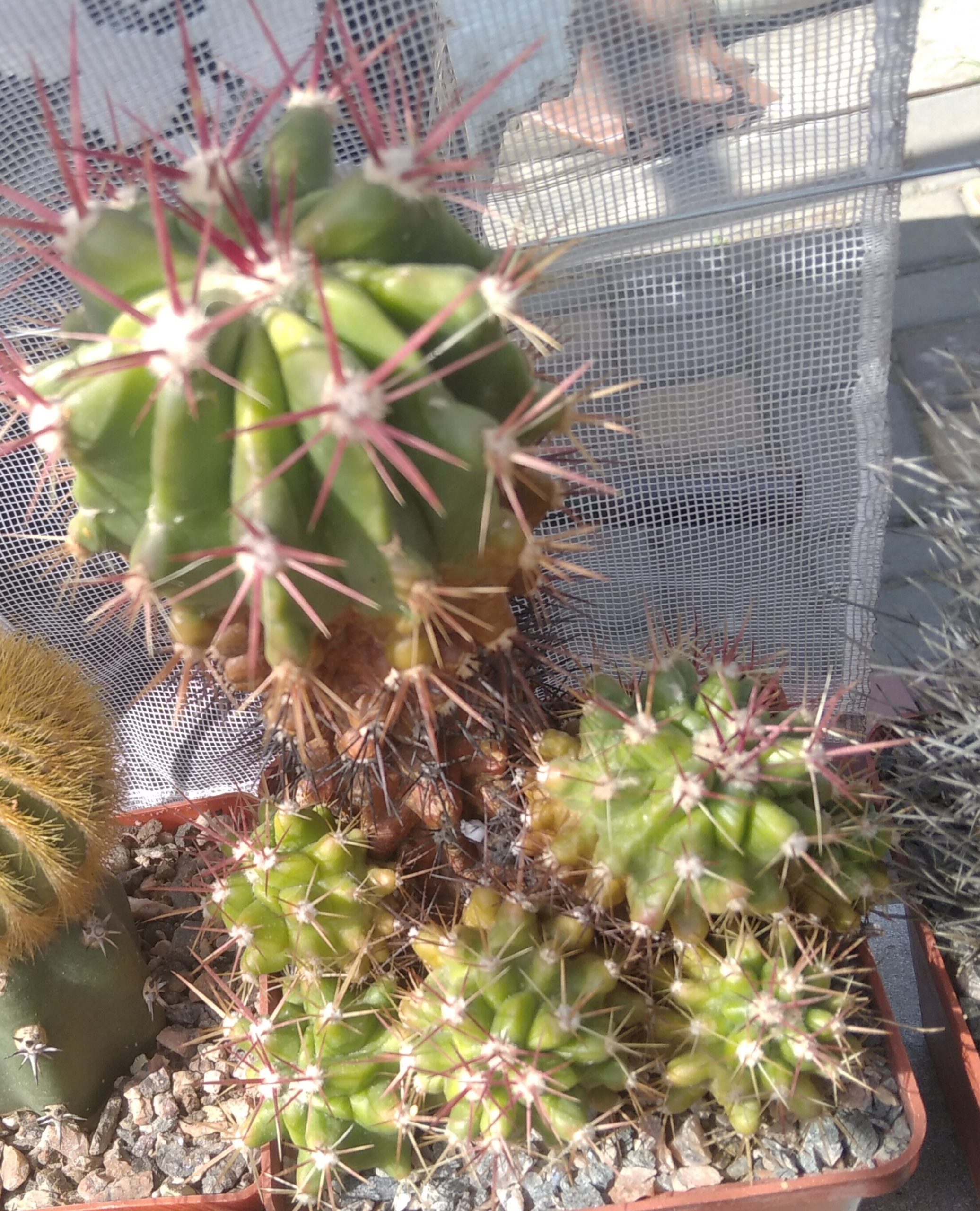 Ferocactus steinesii -s