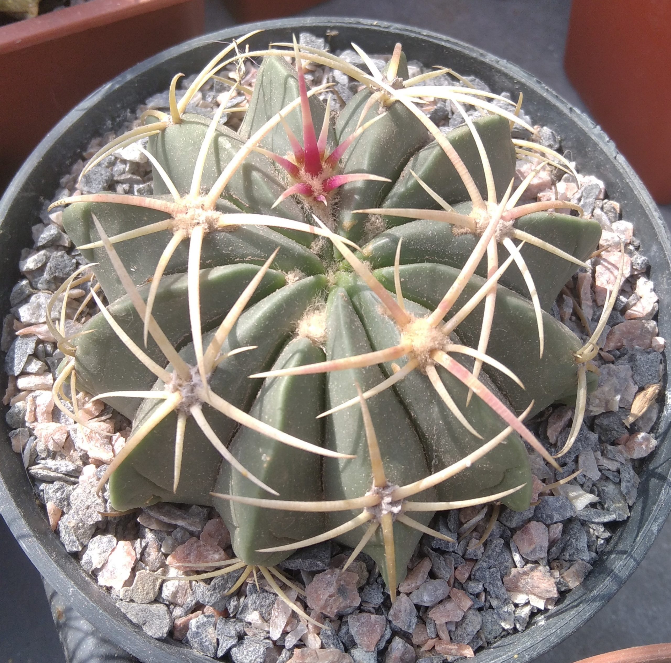 Ferocactus macrodiscus -горщик-12см- 800 -колекційна, у передквітучому стані рослина-