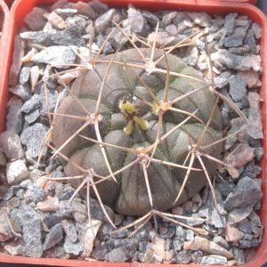 Gymnocalycium  eurypleurum -s
