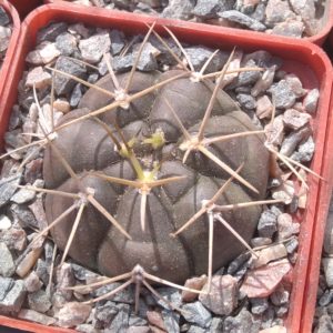 Gymnocalycium  euripleurum -s