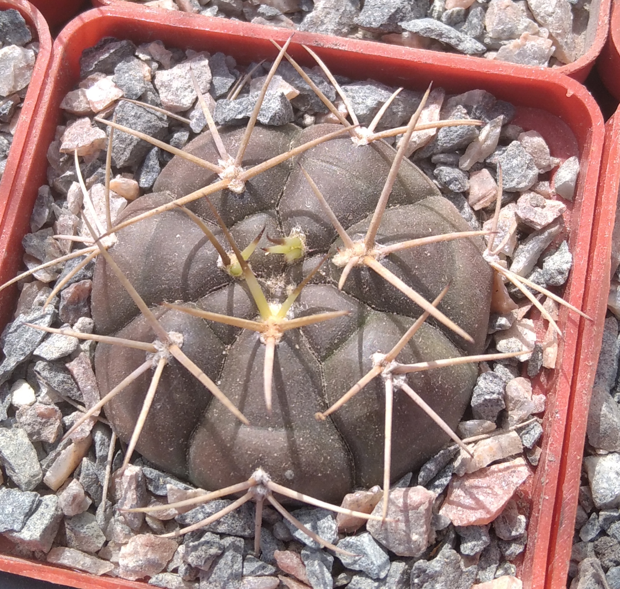 Gymnocalycium  euripleurum -s