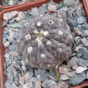 Gymnocalycium nataliae STO868 -s