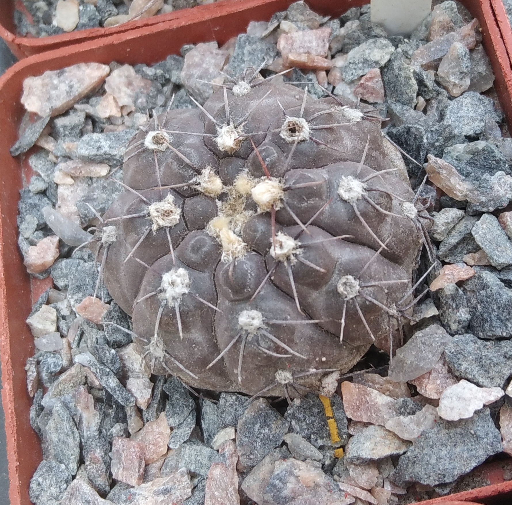 Gymnocalycium nataliae STO868 -s